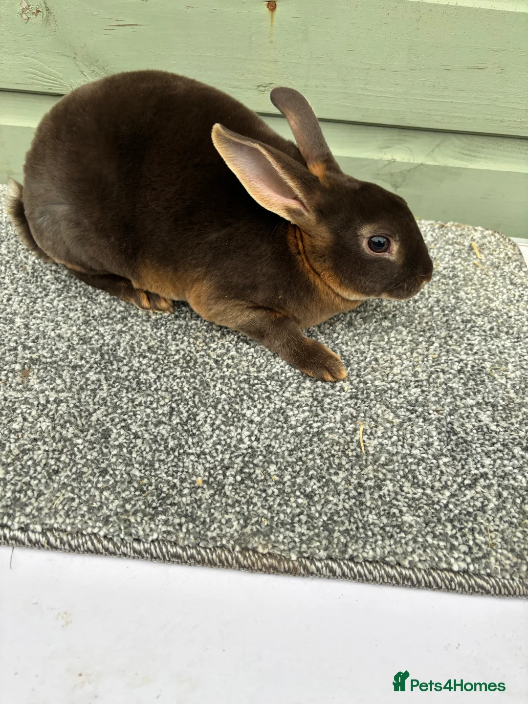 Rex rabbits for sale: Purebred Chocolate Otter Mini Rex bucks - Advert 6