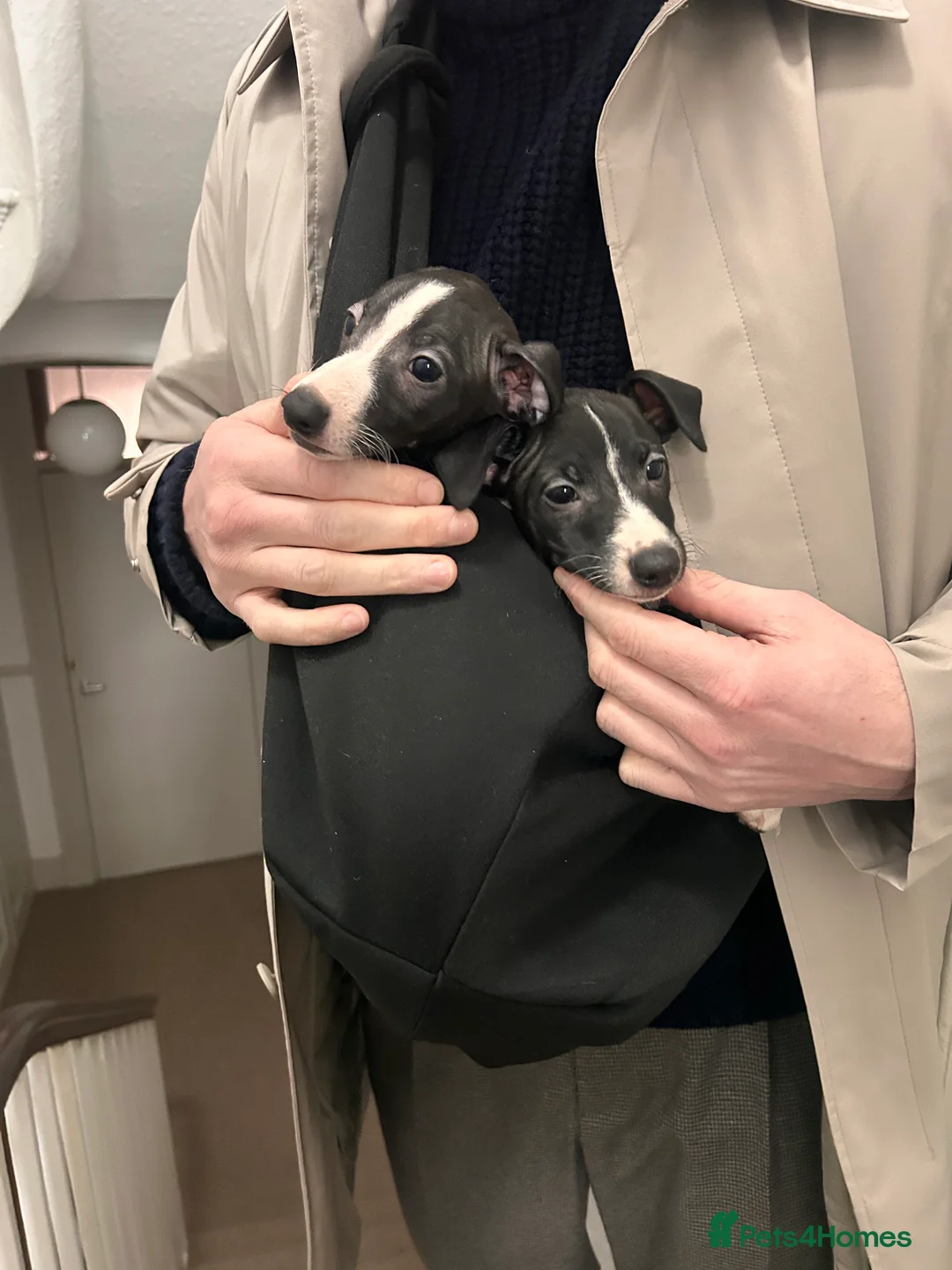 Italian Greyhound dogs for sale: 2 beautiful boy Iggys looking for their new home - Advert 11