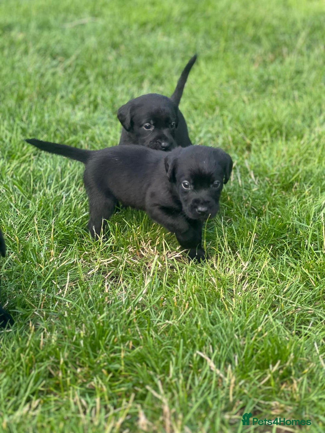Labrador Retriever dogs for sale: Kc reg black working Labrador puppies  - Image 9