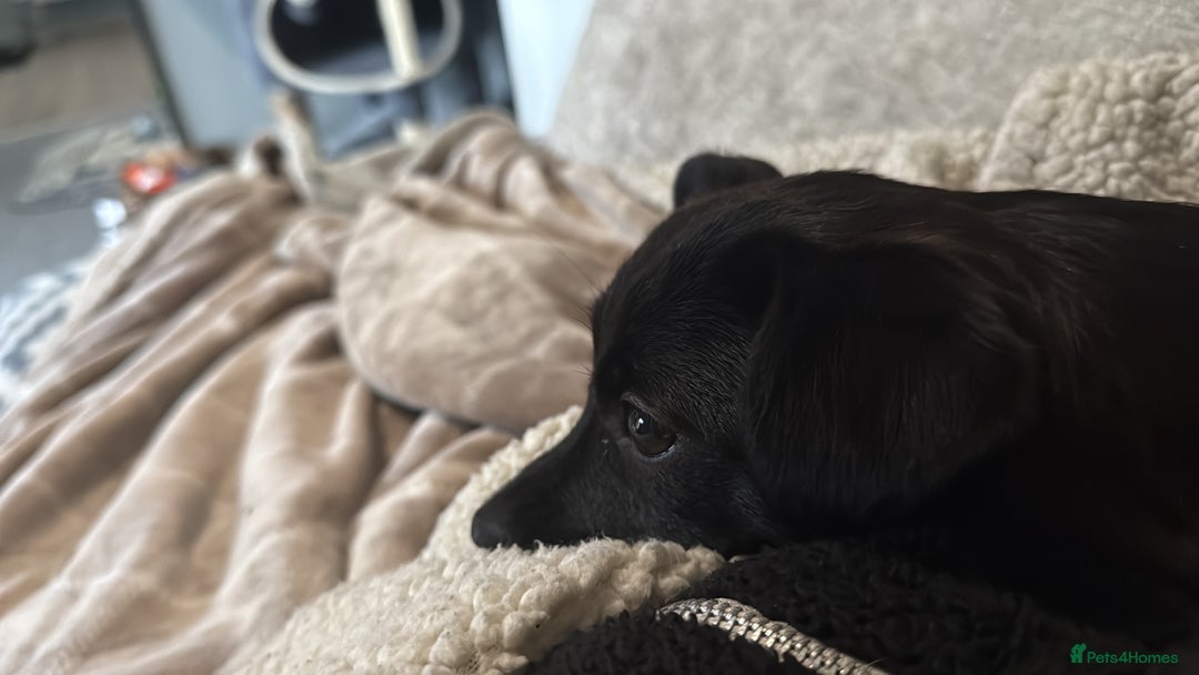 Mixed Breed dogs for sale: Xena- Scottishterrier x jackahuahua - Advert 9