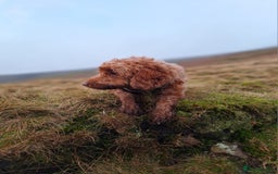 Cockapoo dogs for sale: f1 apricot cockapoo - Advert 11