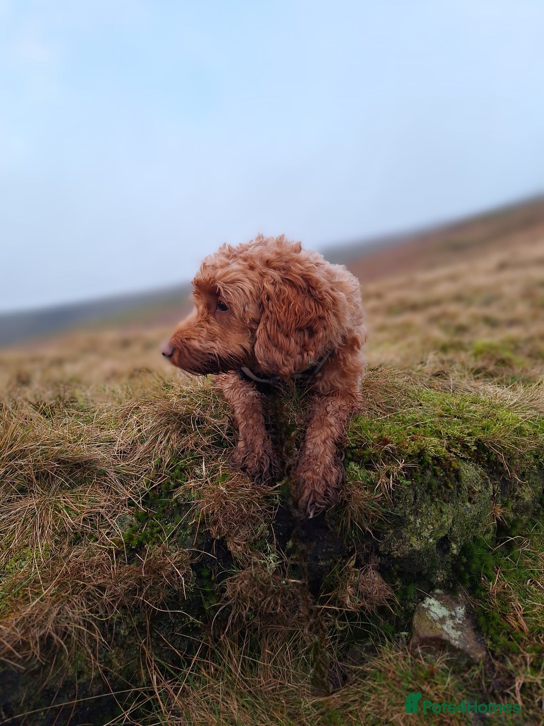 Cockapoo dogs for sale: f1 apricot cockapoo - Advert 11