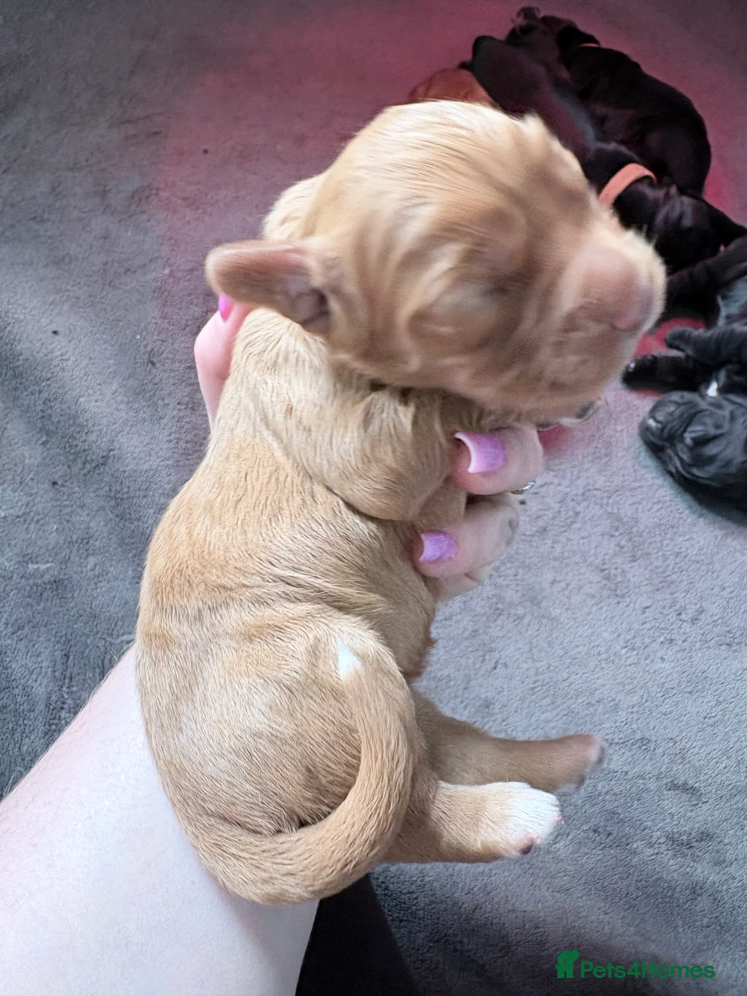 Cocker Spaniel dogs for sale: Cocker spaniel pups  - Advert 7
