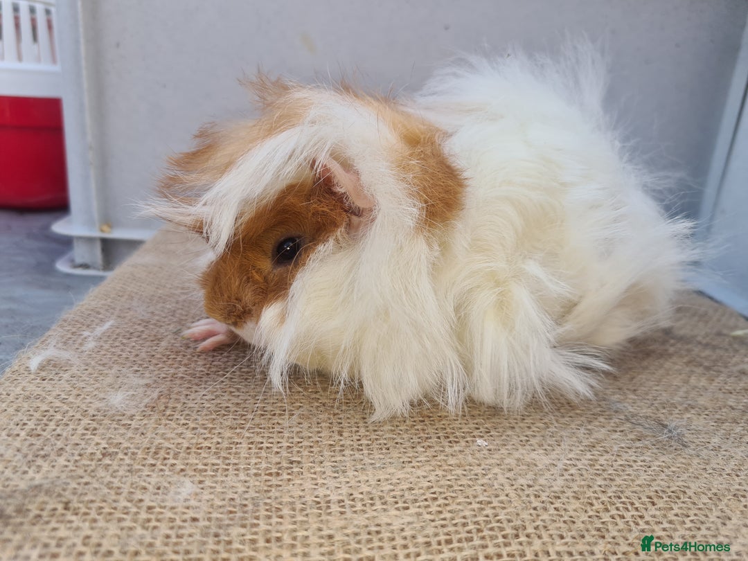Guinea Pig rodents for sale: 2 peruvians boars brothers in Bourne - Image 4