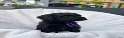 Cavapoo dogs for sale: Cavapoo - Advert 23