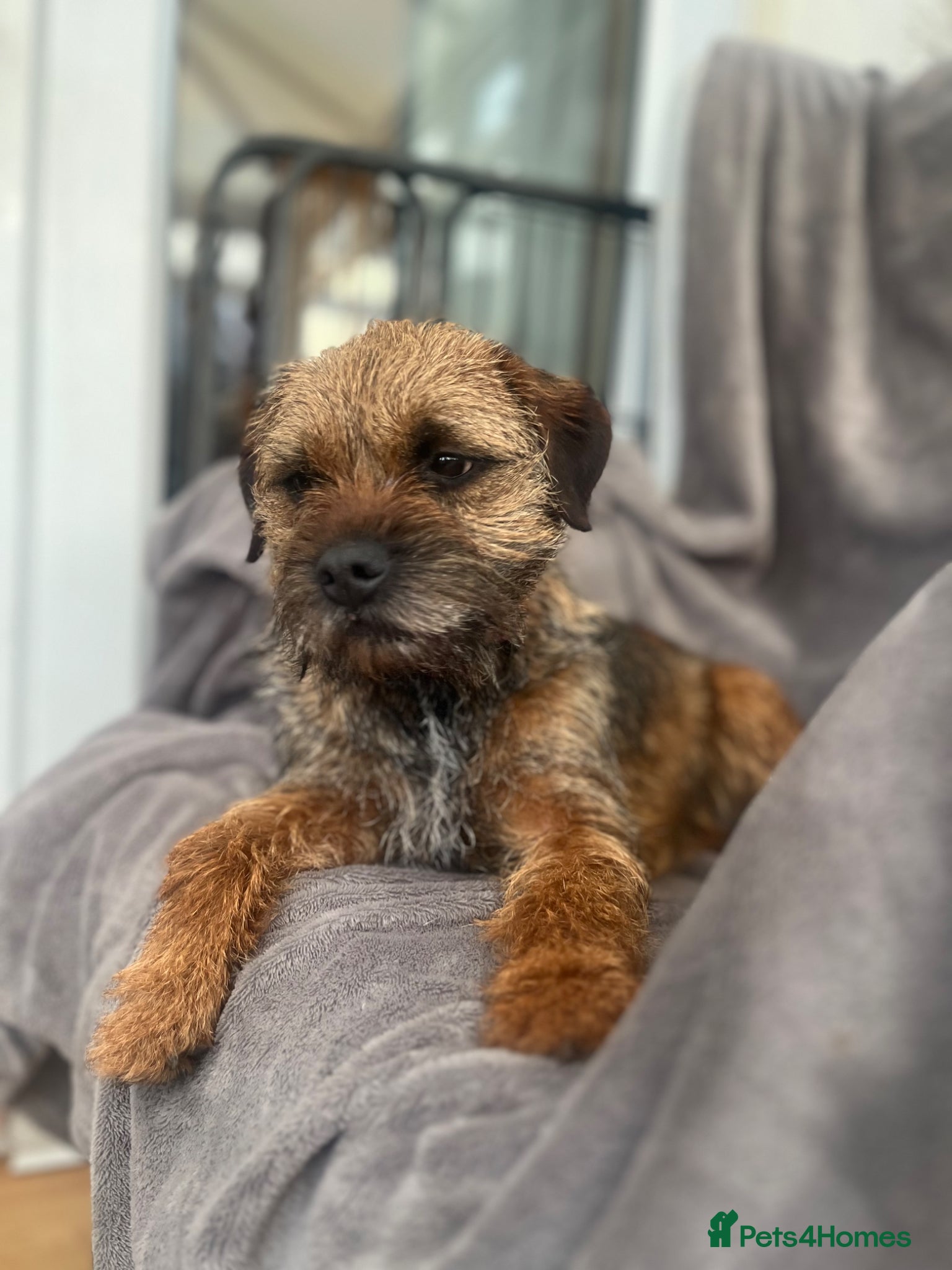 Border Terrier dogs Border Terrier Bitch Puppy  - Advert 16