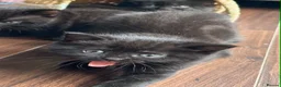 British Shorthair cats for sale: 🐾Beautiful Black British Shorthair Cross Kittens - Advert 4