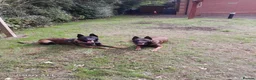 Belgian Shepherd Dog dogs for sale: Two Male Belgian Malinois  in Crewe - Advert 5