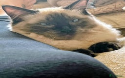 Ragdoll cats for sale: Gorgeous SealPoint Ragdoll Looking for Loving Home - Image 8
