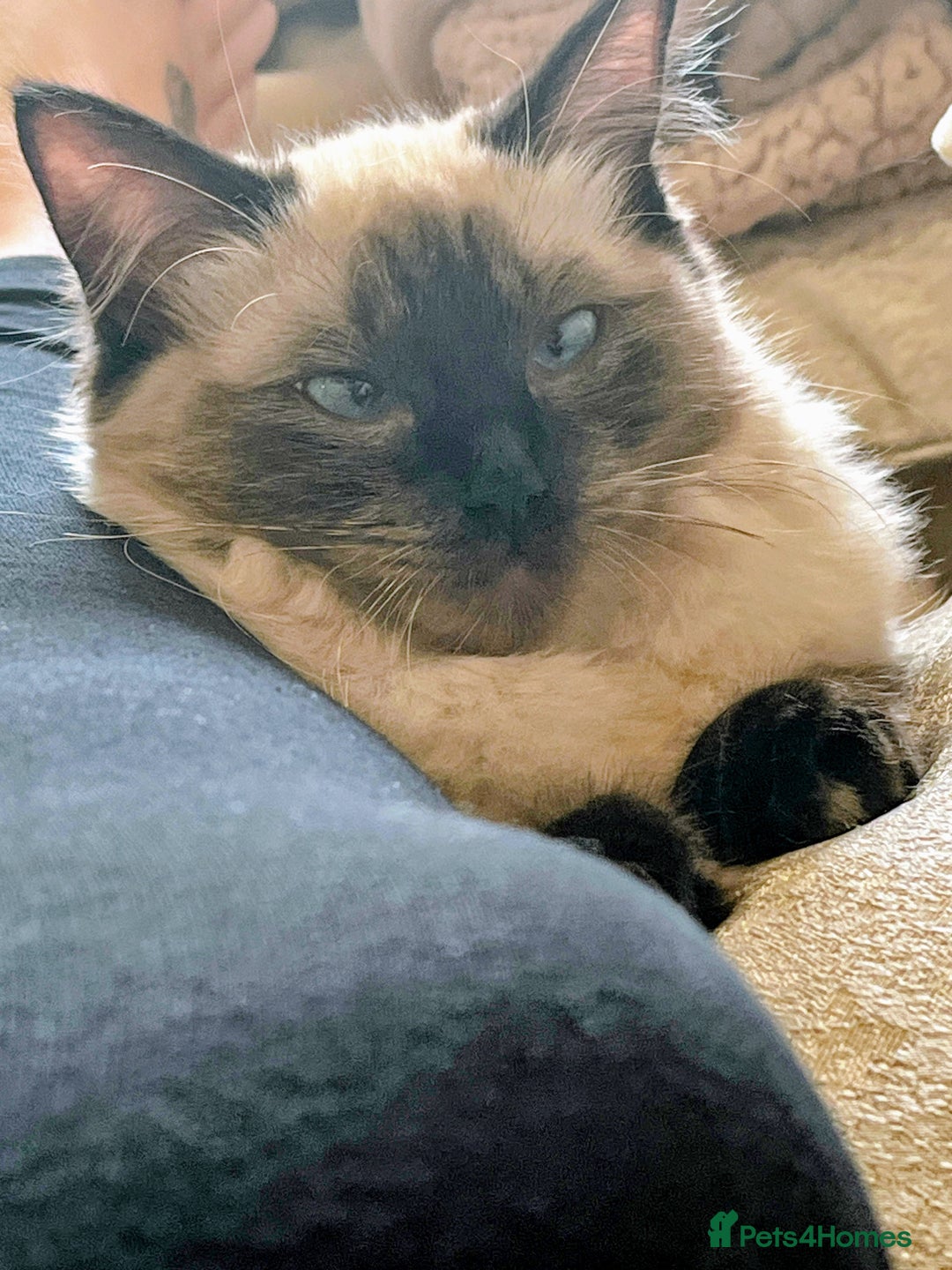 Ragdoll cats for sale: Gorgeous SealPoint Ragdoll Looking for Loving Home - Image 8