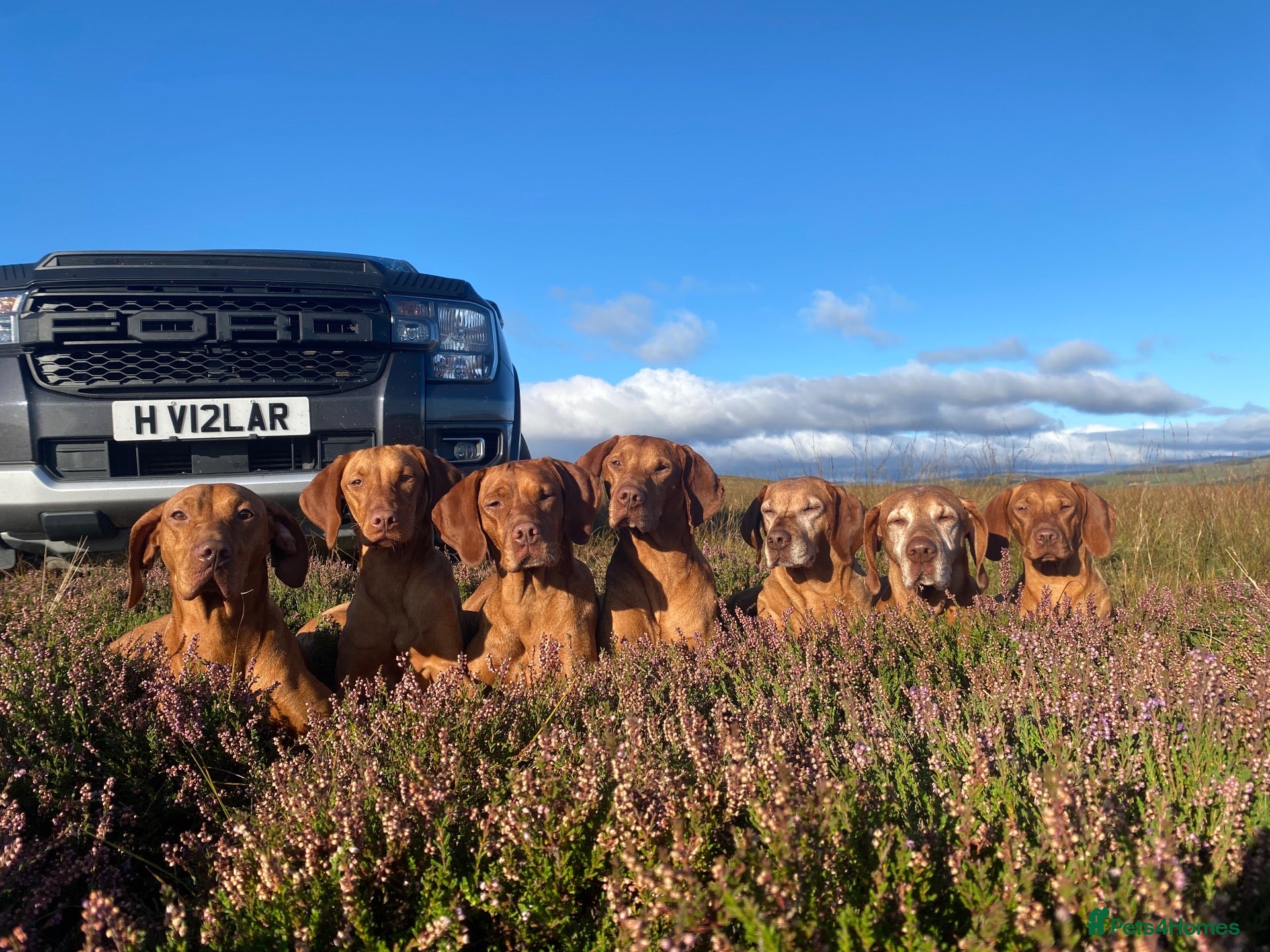 Hungarian Vizsla dogs Stunning litter of Hungarian Vizsla pups.  - Advert 1