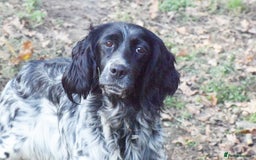 English Setter dogs for adoption: Kindra - Image 12