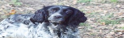 English Setter dogs for adoption: Kindra - Advert 12