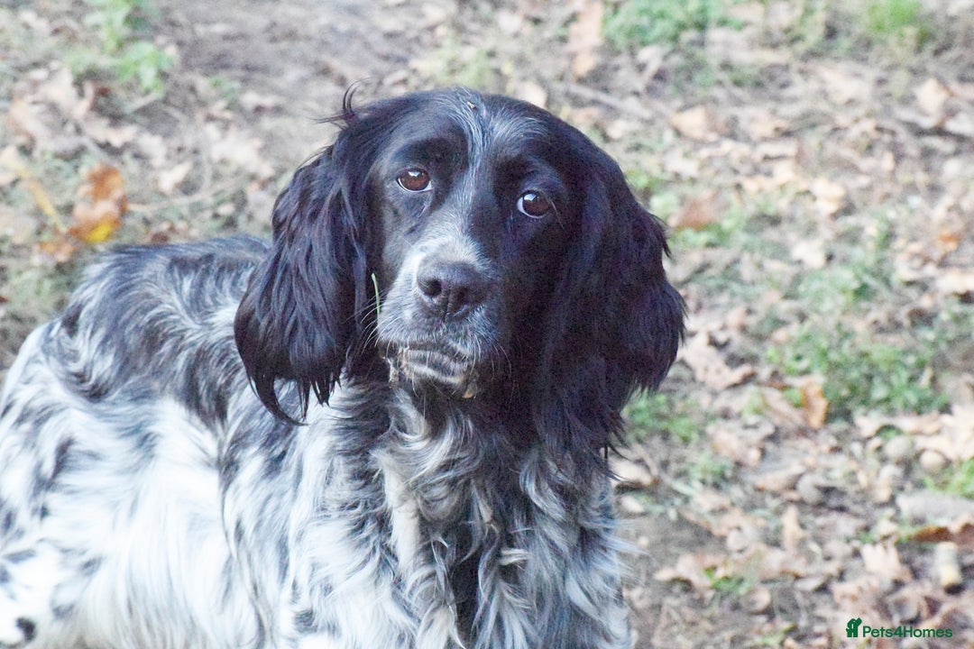 English Setter dogs for adoption: Kindra - Image 12