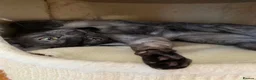 Bombay cats for sale: GCcF reg Bombay (Asian Black)  - Advert 3