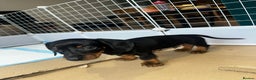 Dachshund dogs for sale:  Adorable Dachshund Puppy Loving Home  - Advert 1