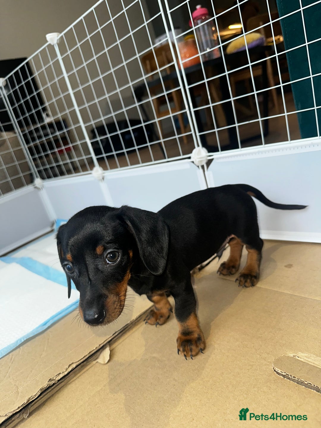Dachshund dogs for sale:  Adorable Dachshund Puppy Loving Home  - Advert 1