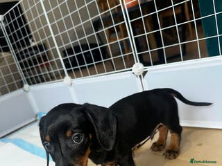 Dachshund dogs Adorable Dachshund Puppy Loving Home - Advert 7