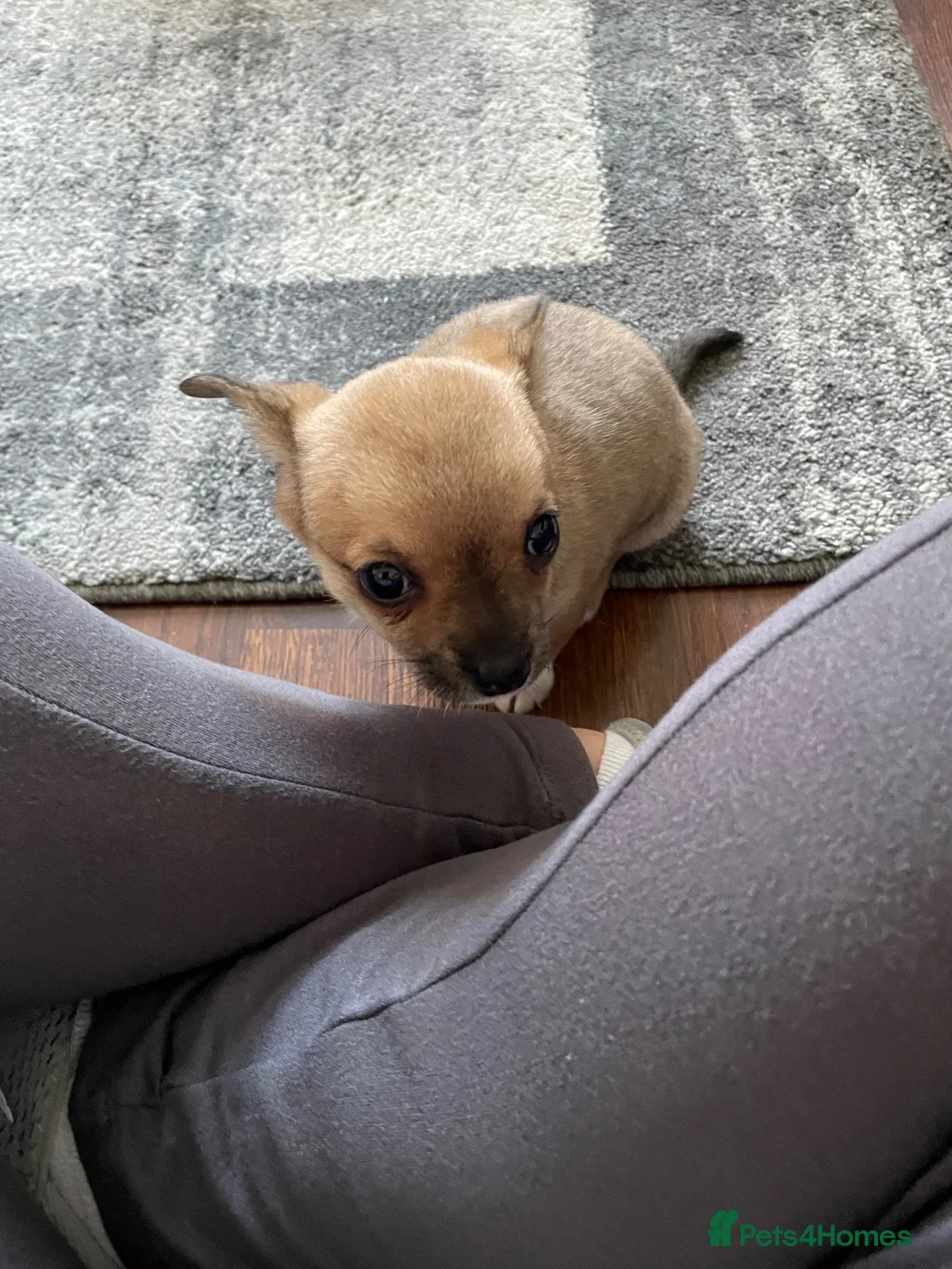 Chihuahua dogs for sale: Chihuahua  in Manchester - Advert 2