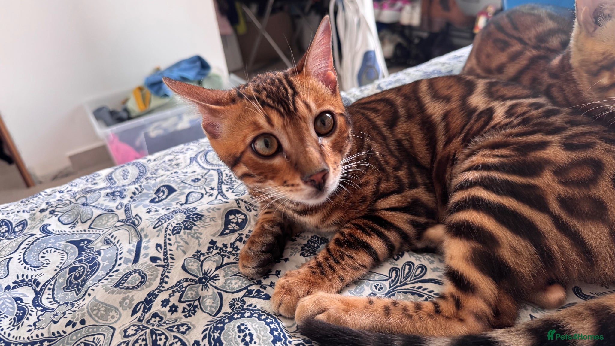 Bengal cats for sale: TICA Bengal cats adorable educated with kid NO UK  in London - Advert 10