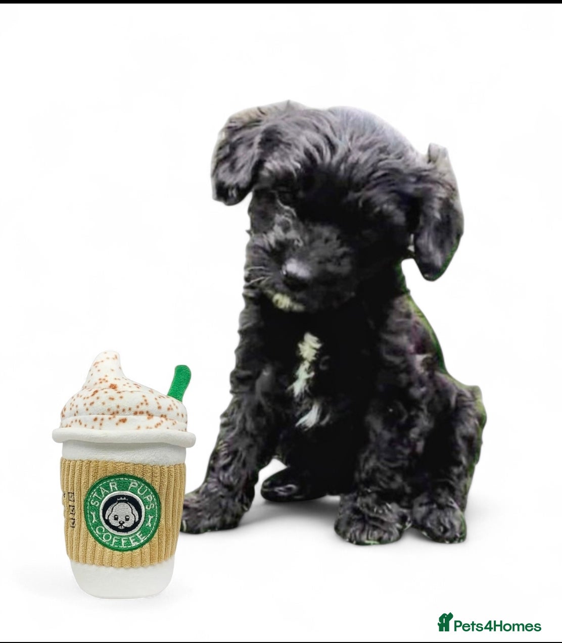 Cavapoo dogs ❤️Stunning Black/white Girl❤️F1 Cavapoo❤️HealthTes - Advert 11