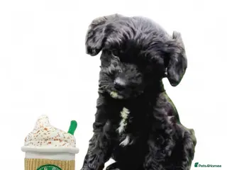 Cavapoo dogs ❤️Stunning Black/white Girl❤️F1 Cavapoo❤️HealthTes - Advert 11