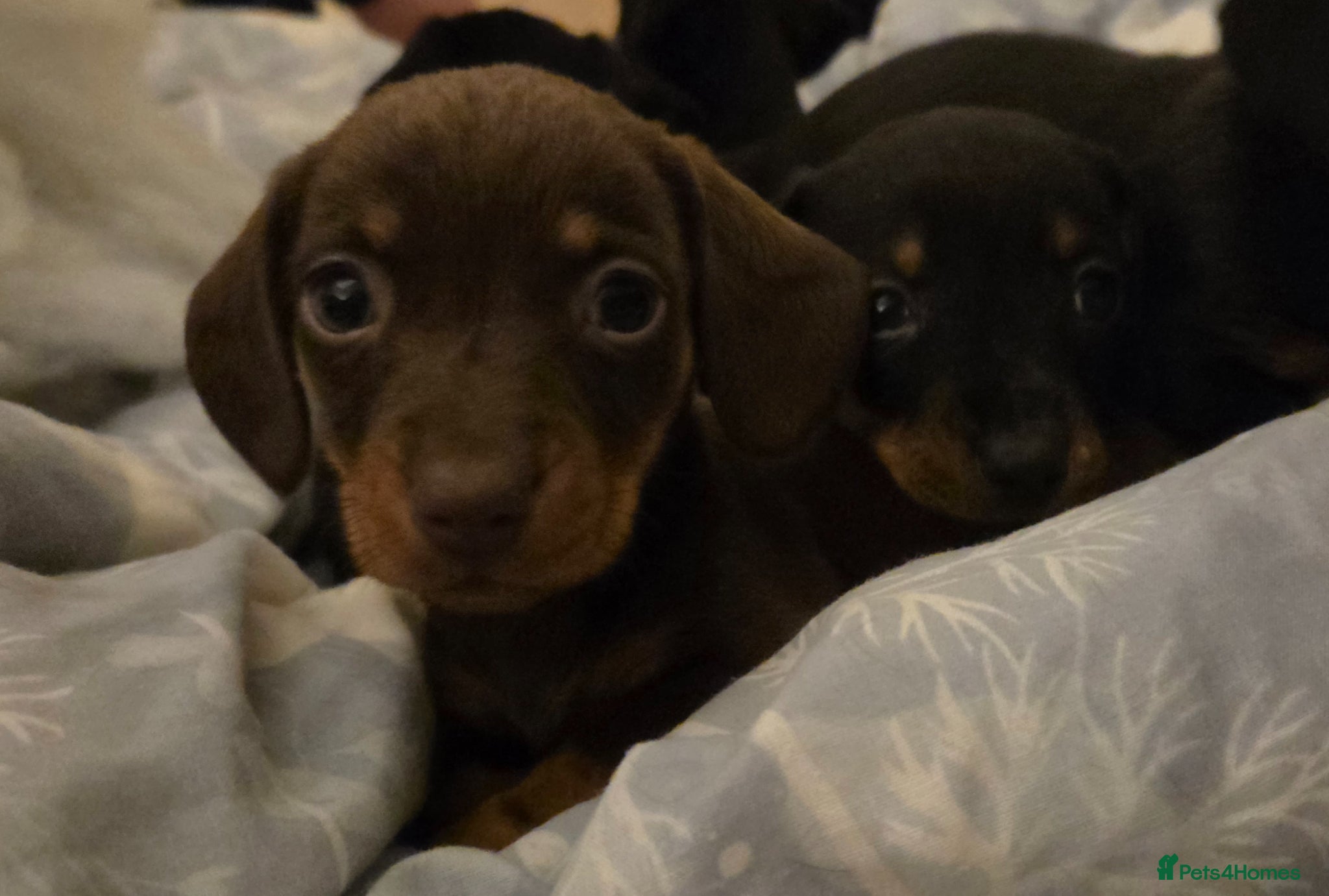 Miniature Dachshund dogs Miniature Dachshunds - Advert 2