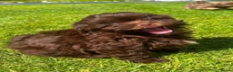 Shihpoo dogs for sale: Shihpoo  in Halifax - Advert 12