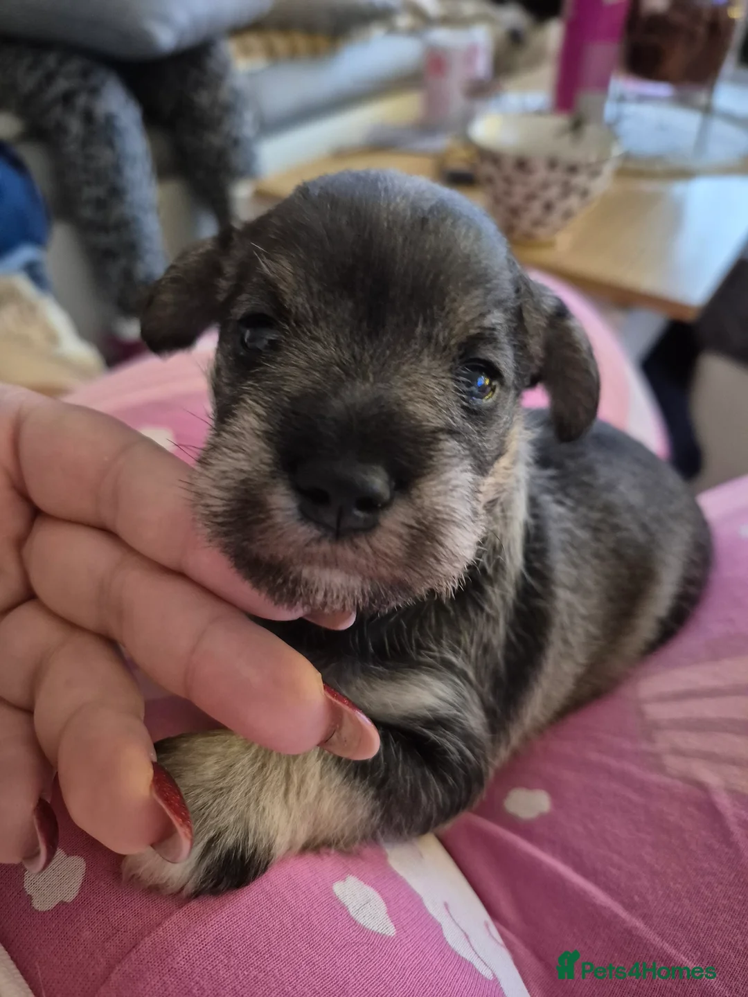 Miniature Schnauzer dogs for sale: Adorable Miniature Shnauzer ,SOLD - Advert 17