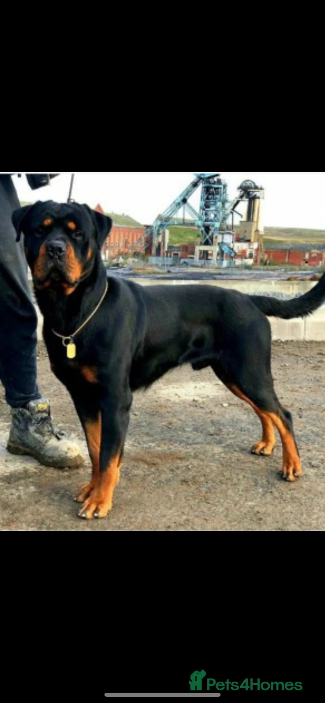 Rottweiler dogs for stud: The legendary KIMBO BOSS MAN. Serbian import KC! in Leicester - Advert 5
