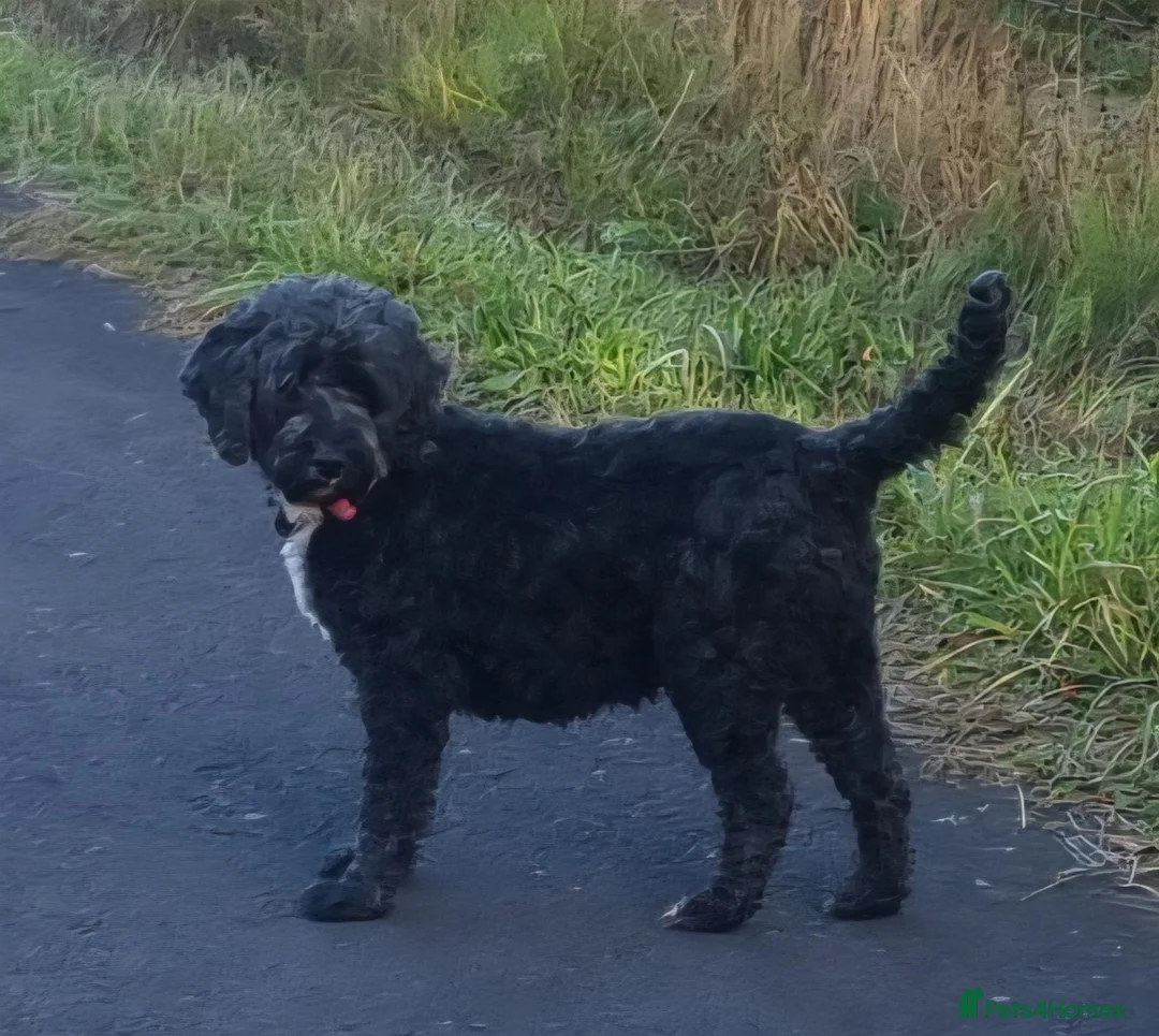 Cockapoo dogs for sale: 4 Adorable f1b cockerpoo pups 🐶  - Advert 6