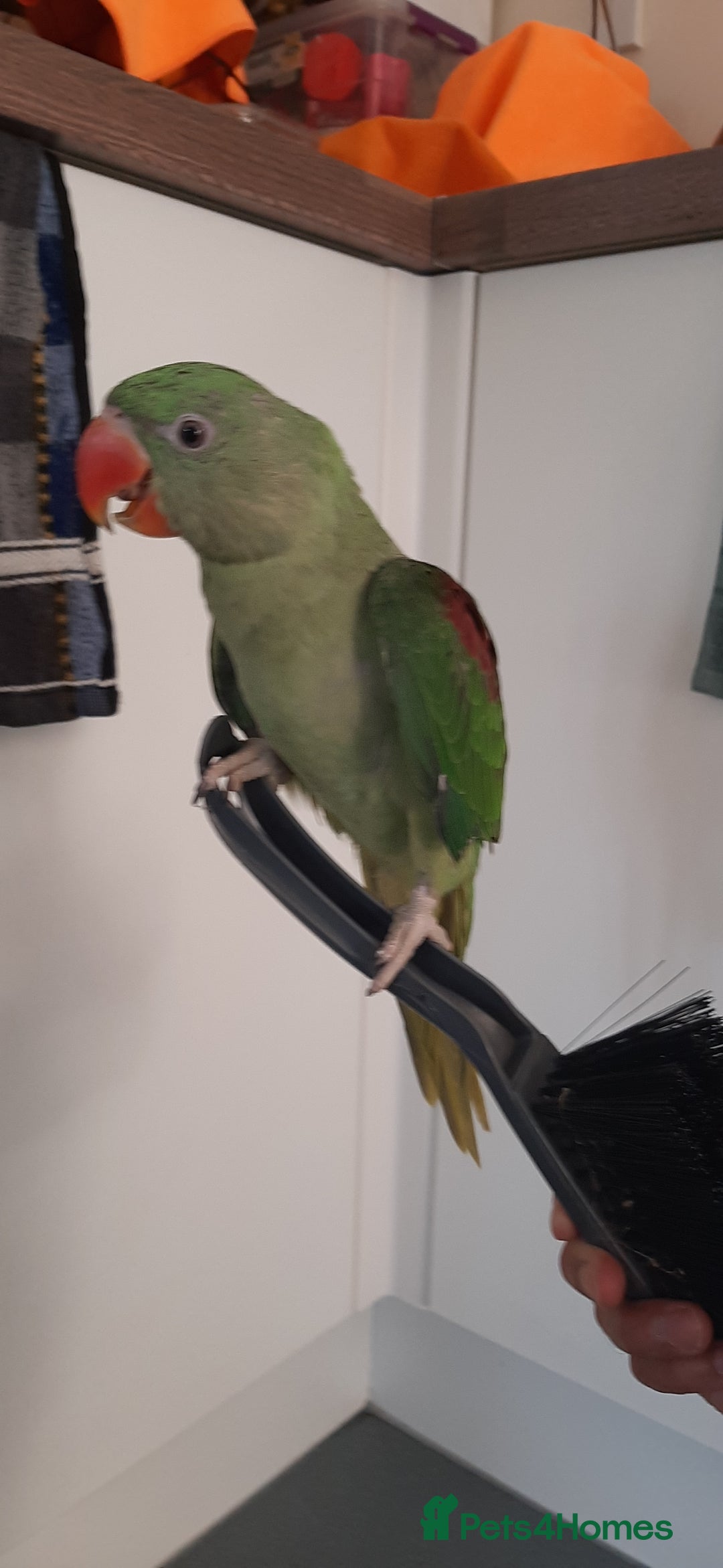 Parrots birds for sale: Alexandrine baby King birds ❣ in Peterborough - Image 4