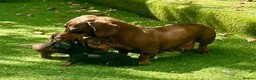 Miniature Dachshund dogs for sale: Miniature dachshund puppies  - Advert 9