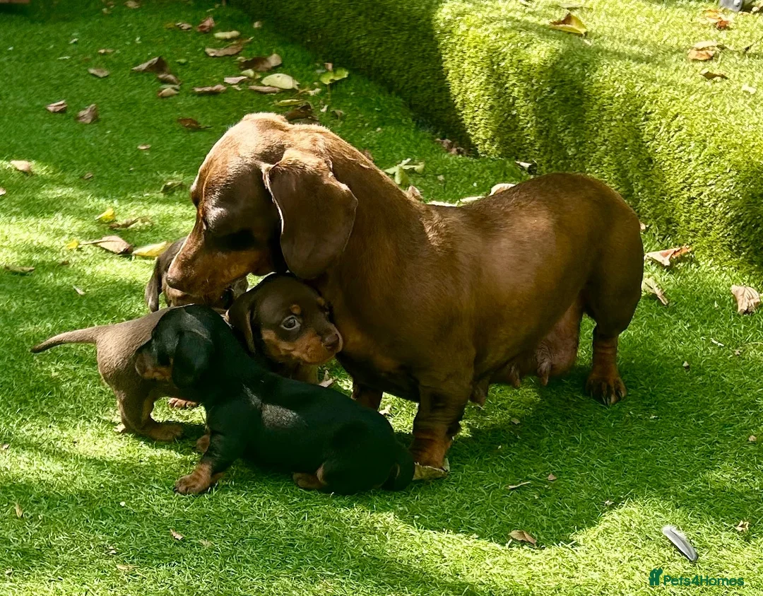 Miniature Dachshund dogs for sale: Miniature dachshund puppies  - Advert 9