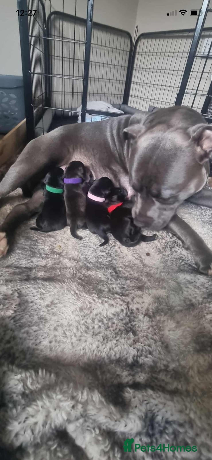 Staffordshire Bull Terrier dogs blue / black staffordshire bull terrier KC Pups - Advert 2