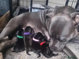 Staffordshire Bull Terrier dogs blue / black staffordshire bull terrier KC Pups - Advert 3