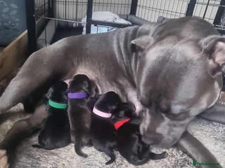 Staffordshire Bull Terrier dogs blue / black staffordshire bull terrier KC Pups - Advert 7
