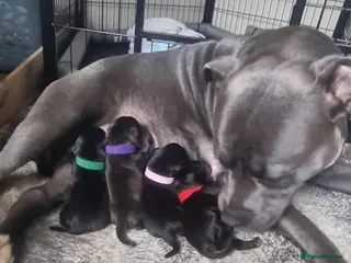 Staffordshire Bull Terrier dogs blue / black staffordshire bull terrier KC Pups - Advert 10