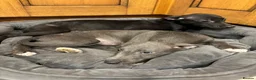 Mixed Breed dogs for sale: Wonderful whippet litter for sale in Ashby-de-la-Zouch - Advert 14