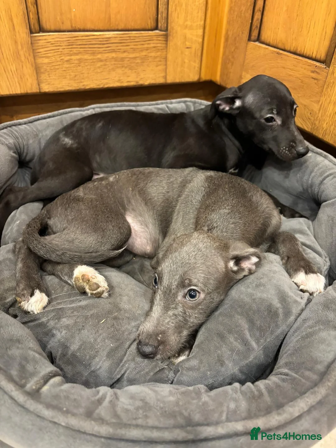 Mixed Breed dogs for sale: Wonderful whippet litter for sale in Ashby-de-la-Zouch - Advert 14