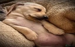 Miniature Dachshund dogs for sale: Miniature dachshund puppies  - Advert 24