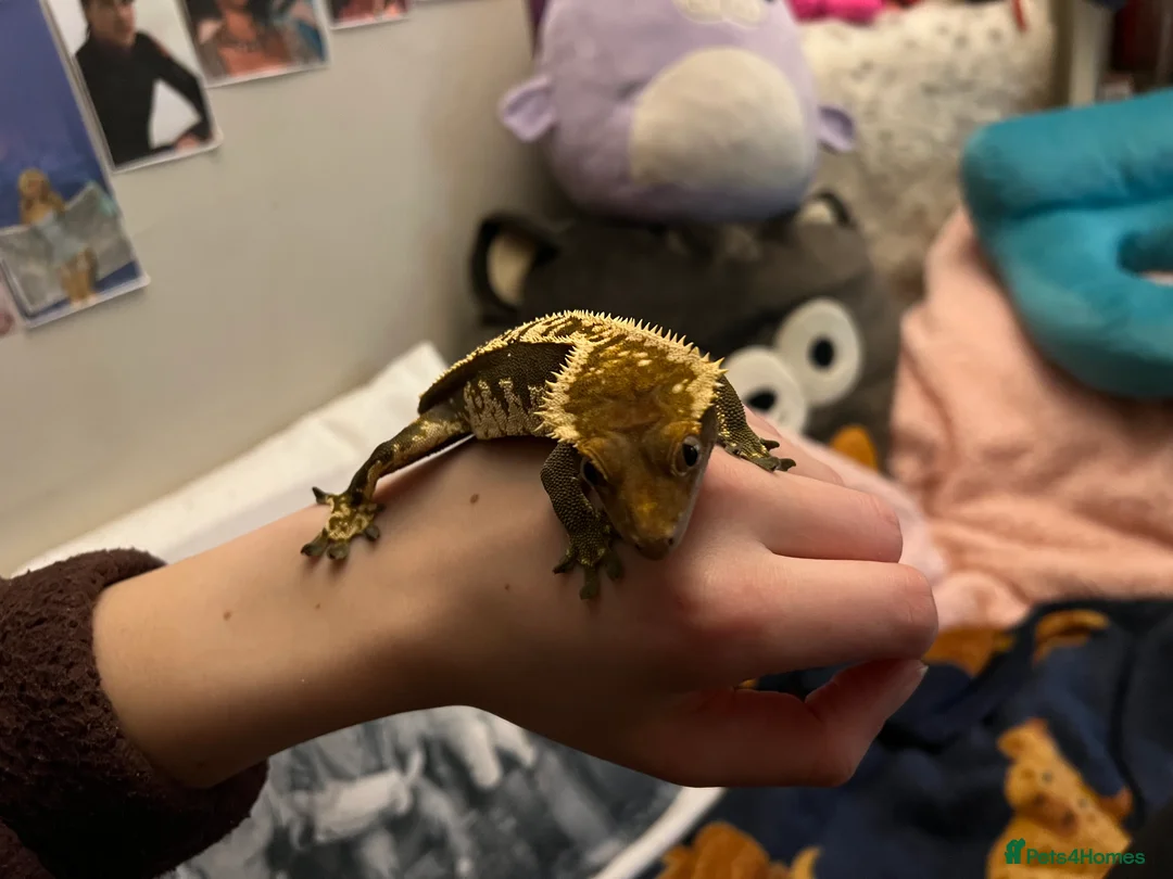 Gecko reptiles for sale: Crested Gecko- loving home wanted  in Norwich - Advert 10