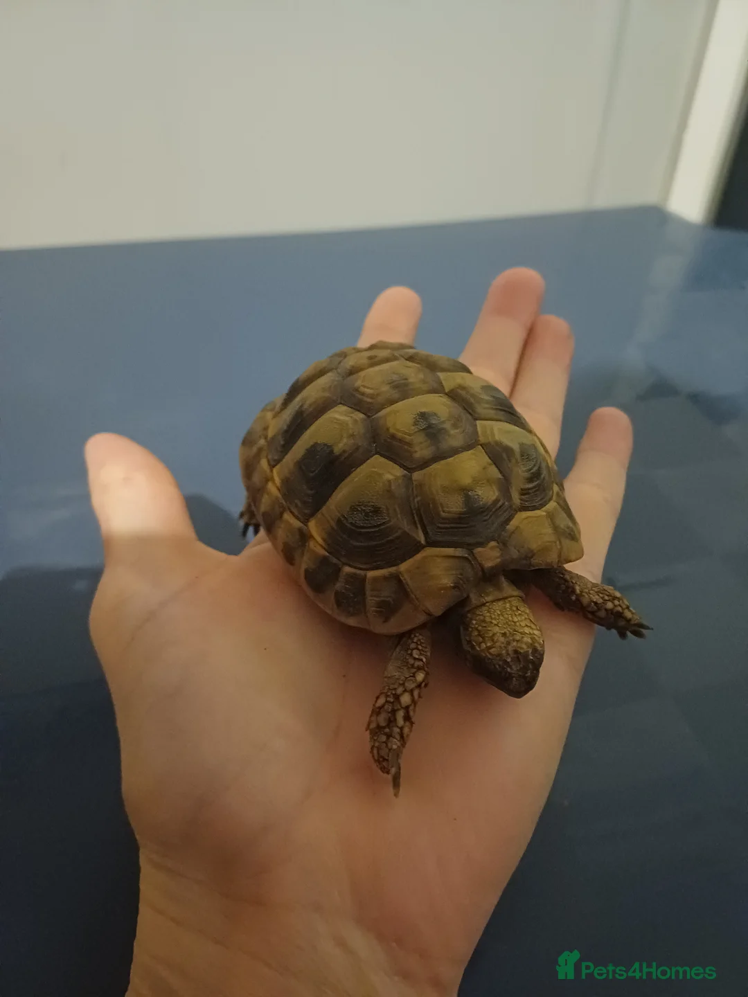 Hermann Tortoise reptiles for sale: Herman tortoise - Advert 4