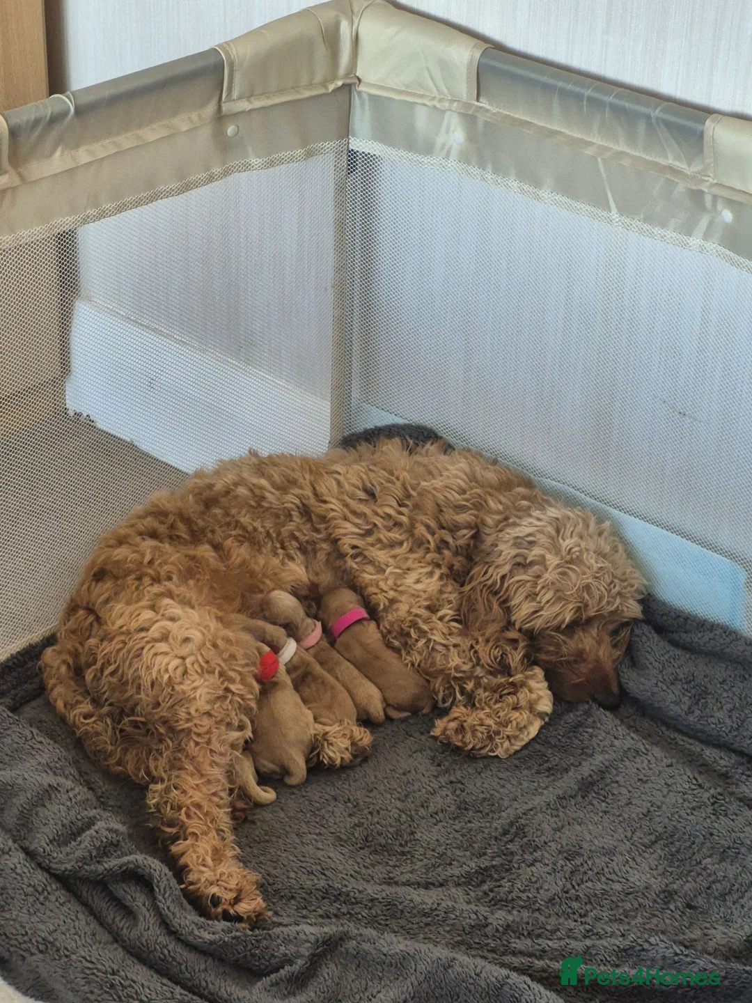 Cockapoo dogs for sale: Beautiful pups 🐶  - Advert 2
