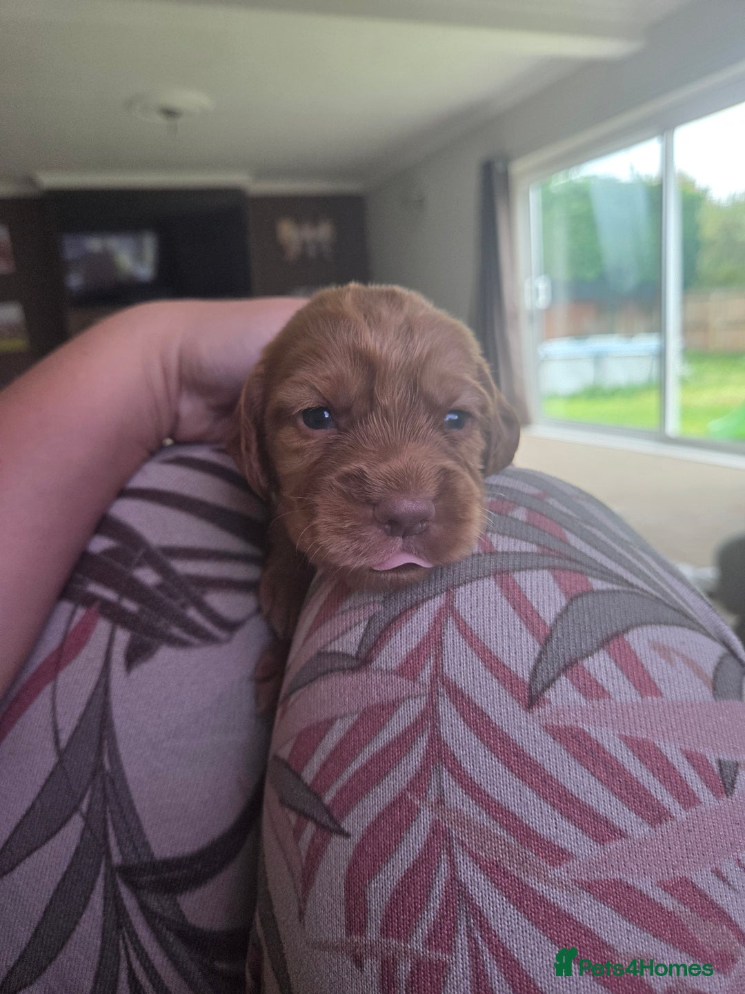 Cocker Spaniel dogs for sale: Beautiful cocker spaniel pups  - Image 2