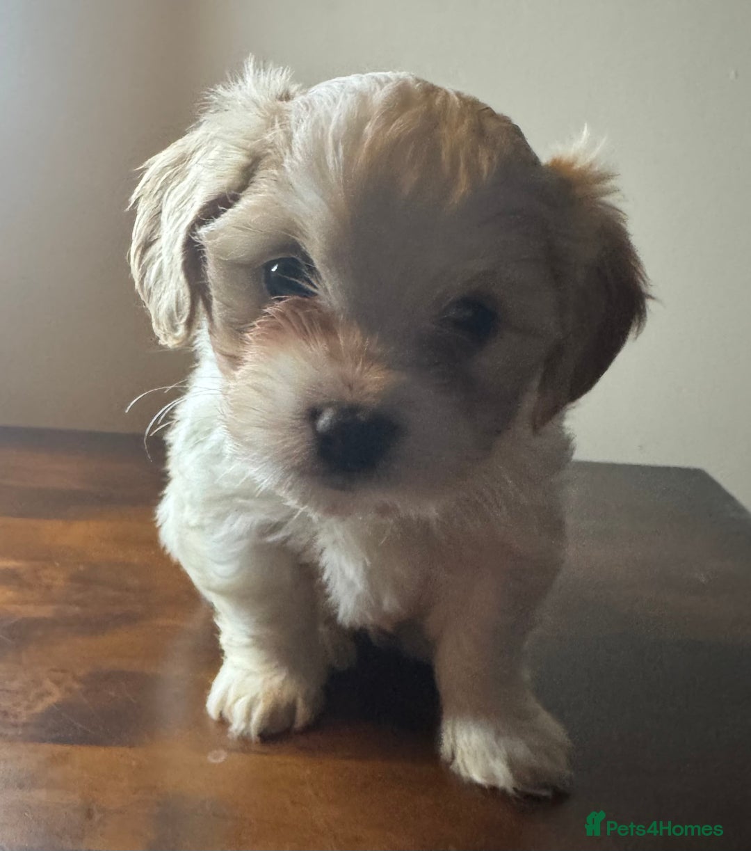 Mixed Breed dogs for sale: Two Gorgeous Puppies Remaining!  - Advert 21