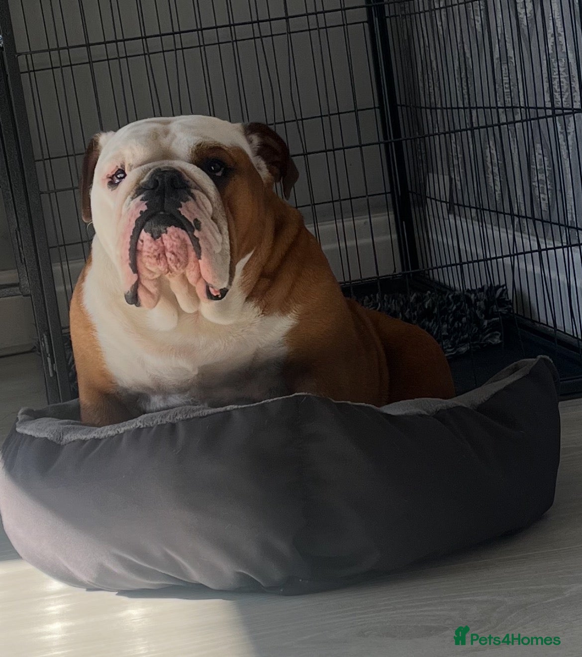 English Bulldog dogs 2 stunning girls dad is gold health tested  - Advert 2