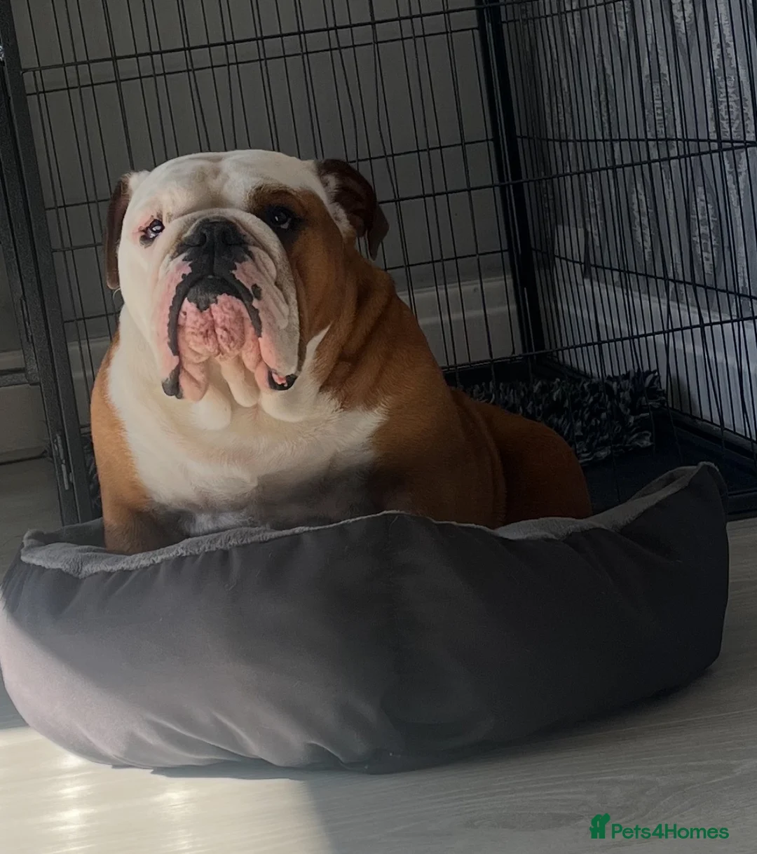 English Bulldog dogs for sale: 2 stunning girls dad is gold health tested  - Advert 2