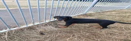 Dobermann dogs for sale: Adorable Doberman puppies PRICE REDUCTION £1650 - Advert 18