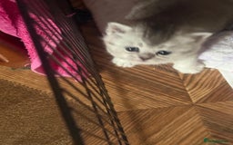 British Shorthair cats for sale: 🥰Beautiful kittens with rare colouring🥰 - Image 39